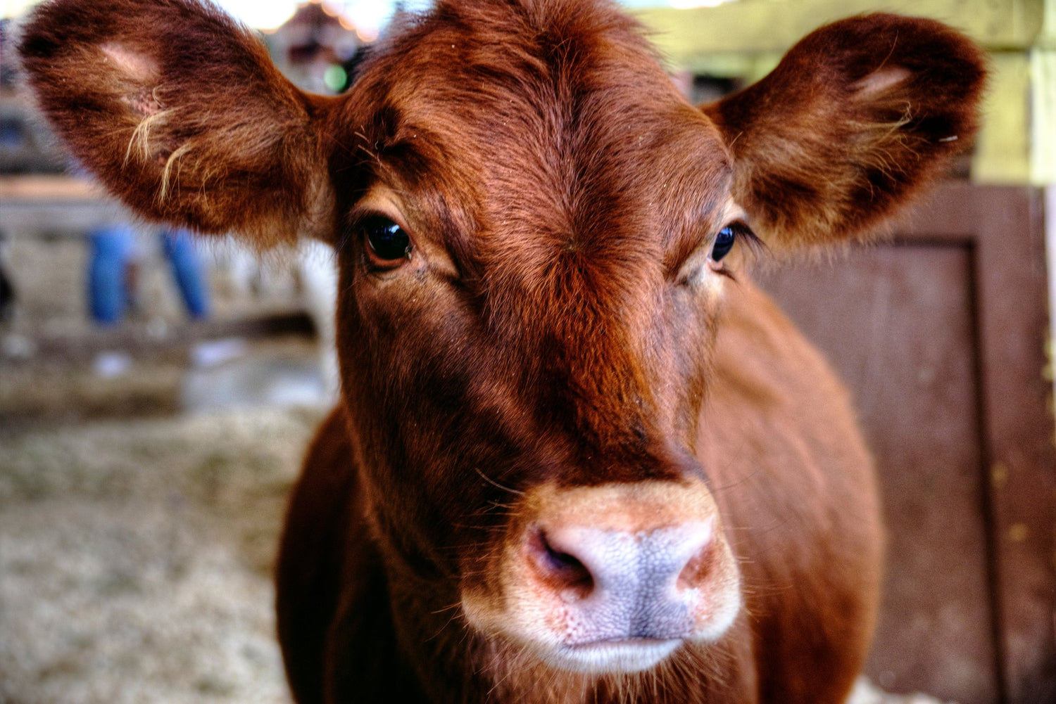 Sanctuary cow portrait — vegan-ethics signal for Amaranth by Agaja What we stand on